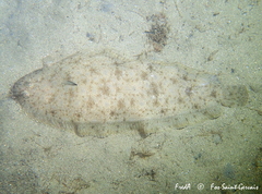 Solea senegalensis