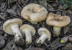 Lactarius mairei