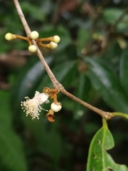 Eugenia ferreiraeana