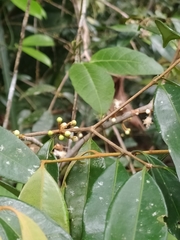 Eugenia ferreiraeana