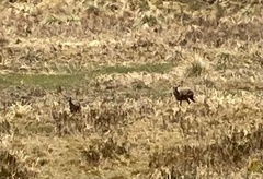 Odocoileus virginianus ustus