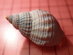 Nassarius fossatus