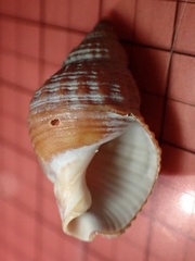 Nassarius fossatus