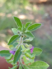 Endostemon tereticaulis