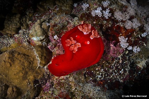 Photo of Spanish dancer (Hexabranchus sanguineus)