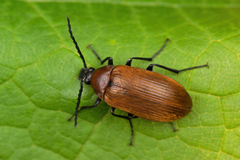 Pseudocistela ceramboides