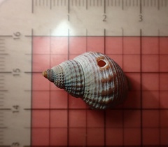 Nassarius fossatus