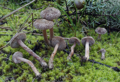 Inocybe rufuloides