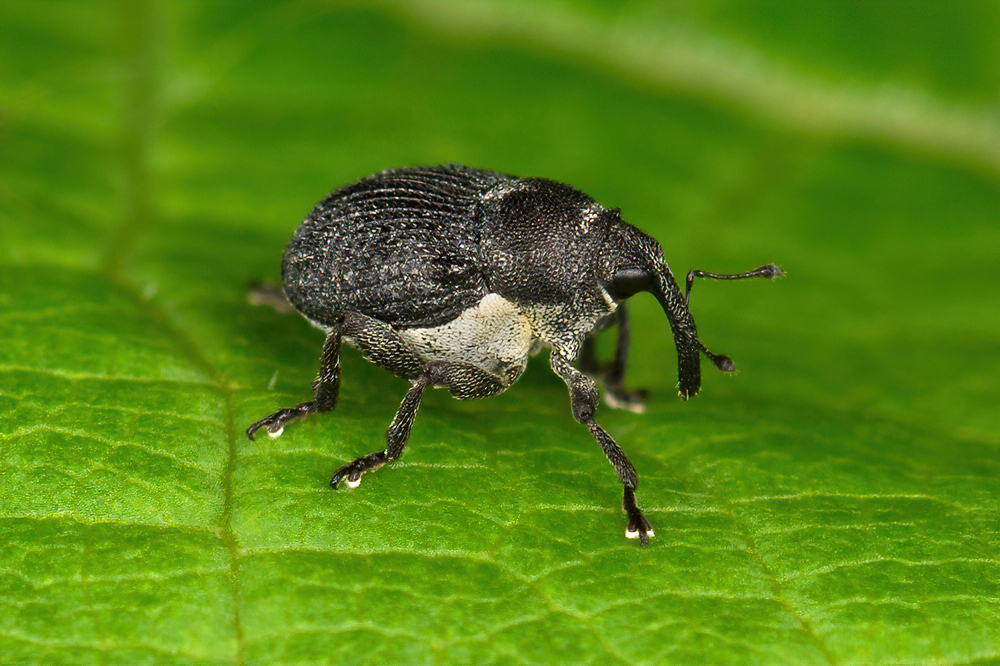 Meadow Cranesbill Weevil (Zacladus geranii)