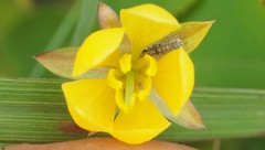 Chamaecrista rotundifolia