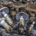 Girdled Webcap - Photo (c) Nicolò Oppicelli, some rights reserved (CC BY-NC), uploaded by Nicolò Oppicelli