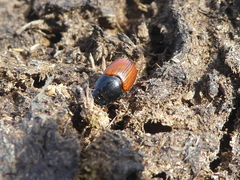 Aphodius fimetarius