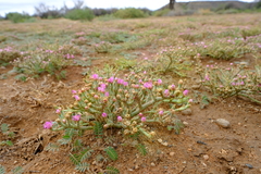 Mesembryanthemum junceum