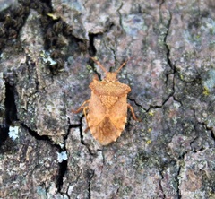 Lanopis rugosus