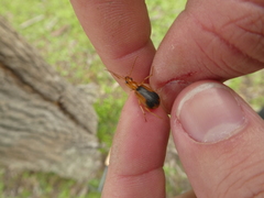 Brachinus humeralis