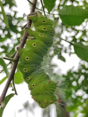 Eacles imperialis