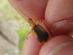 Brachinus humeralis