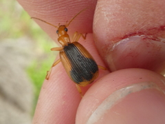 Brachinus humeralis