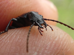 Laemostenus venustus