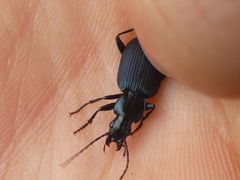 Laemostenus venustus