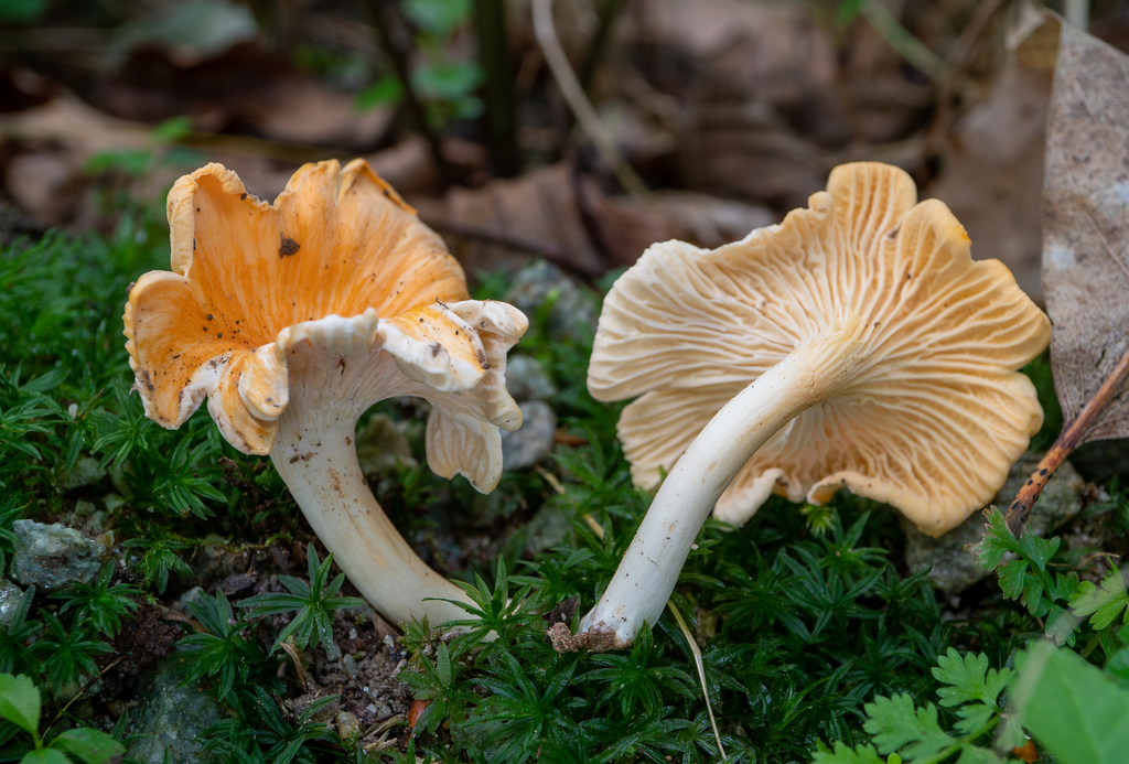 orange chanterelle