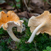 Cantharellus friesii - Photo (c) Nicolò Oppicelli, alguns direitos reservados (CC BY-NC), uploaded by Nicolò Oppicelli