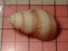 Nassarius fossatus