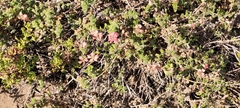 Viviania marifolia