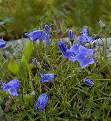 Campanula tatrae tatrae