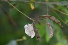 Teratodes monticollis