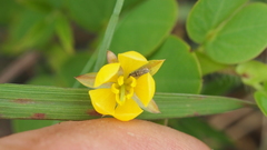 Chamaecrista rotundifolia