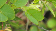 Chamaecrista rotundifolia