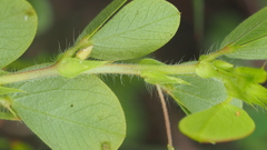 Chamaecrista rotundifolia