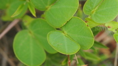 Chamaecrista rotundifolia