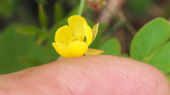 Chamaecrista rotundifolia