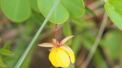 Chamaecrista rotundifolia