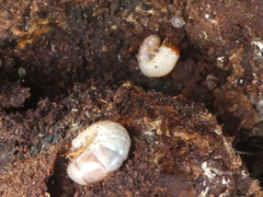 Oryctes nasicornis