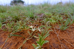 Orthanthera jasminiflora
