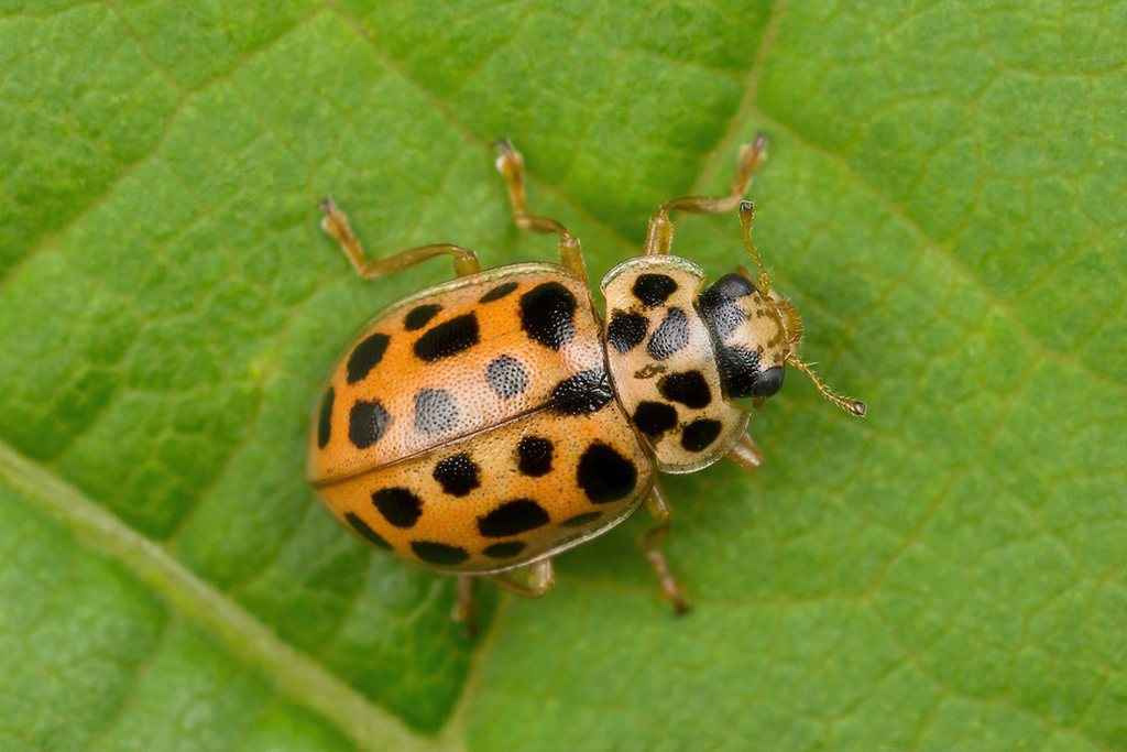 Water Ladybird
