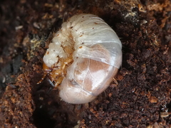 Oryctes nasicornis