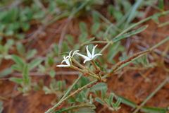 Orthanthera jasminiflora