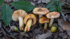 Russula messapica