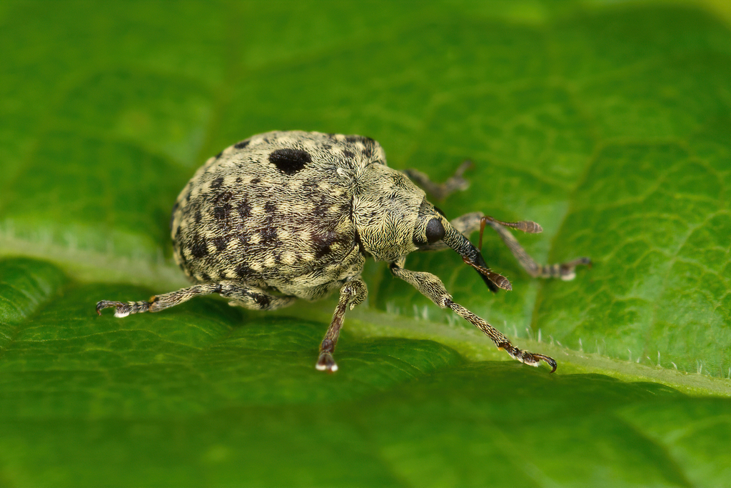 garden figwort weevil