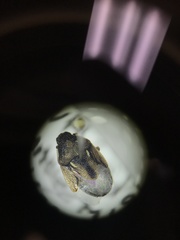 Neottiglossa sulcifrons