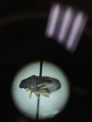 Neottiglossa sulcifrons