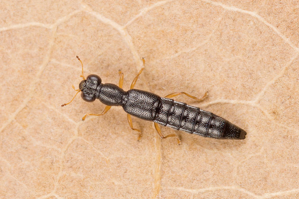 Stenus flavipes