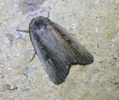 Athetis striolata