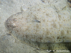 Solea senegalensis
