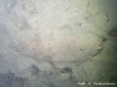 Solea senegalensis