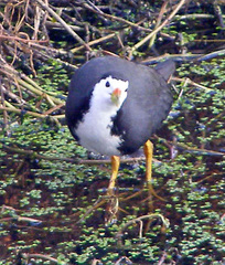 Amaurornis phoenicurus